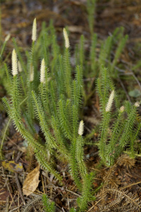 �������� ��������