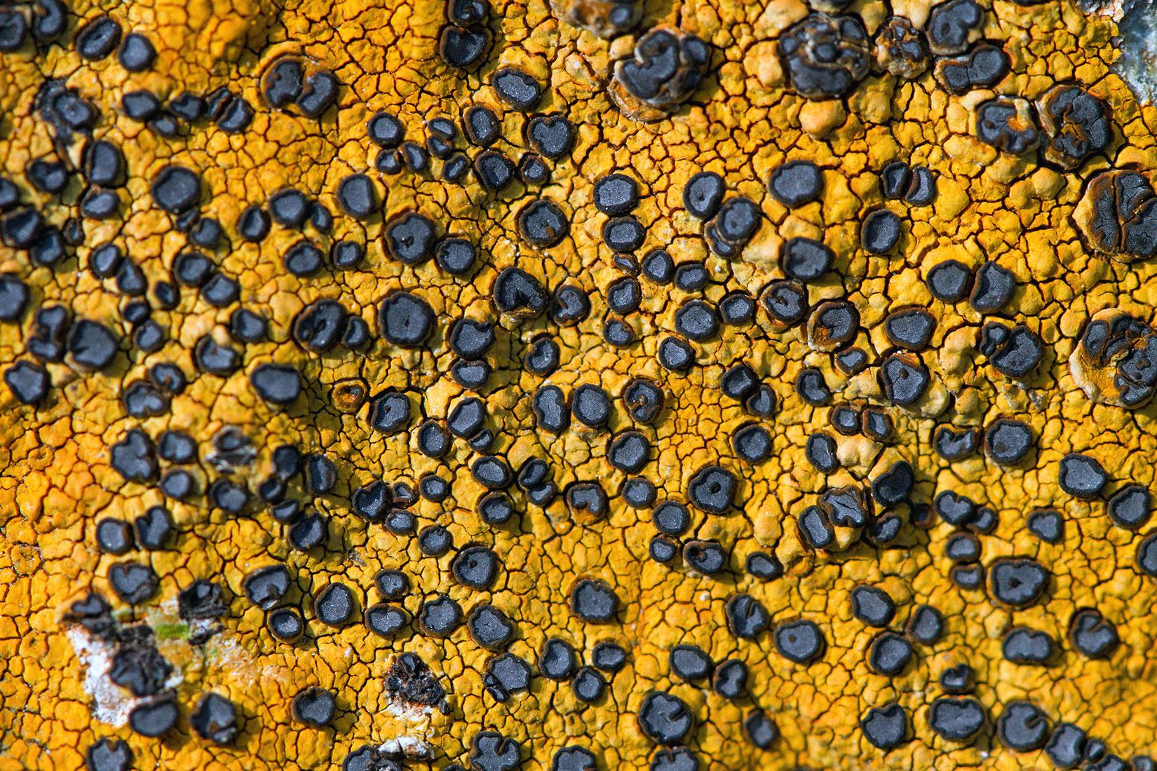 �������� ����-�����������