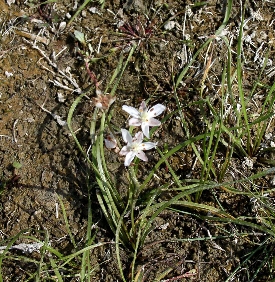 ����� ����������