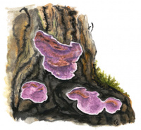 ������������ �������