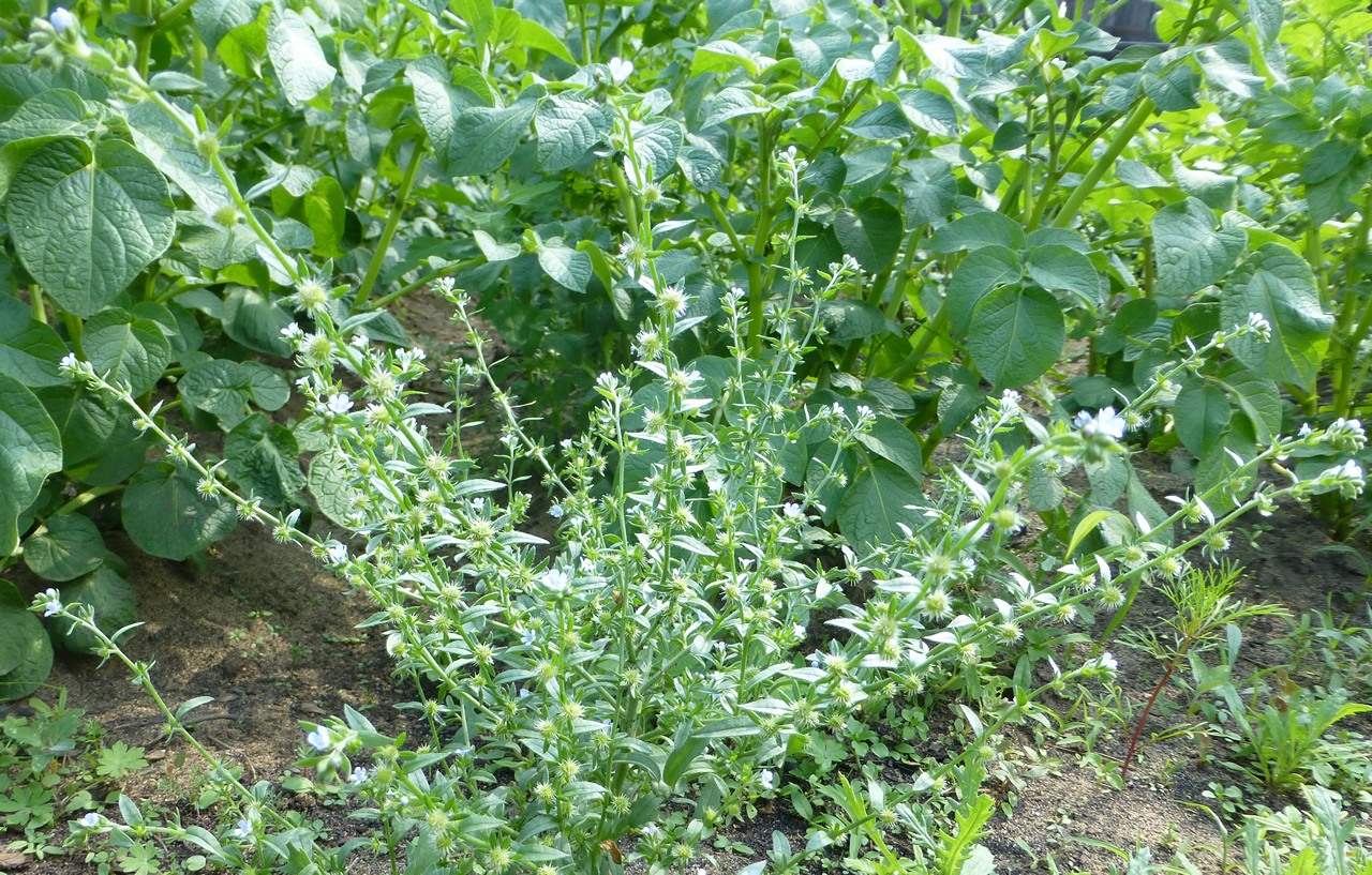 ������� ����������������