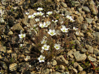 �������� �����������