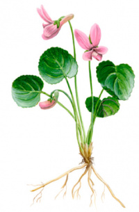 ������ ���������