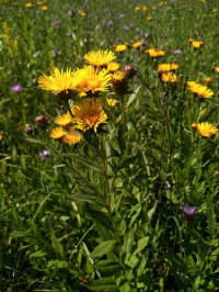 ��������� �����������