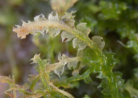 ��������� ��������������