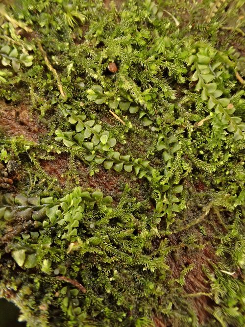 ���������� �������