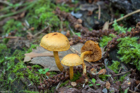 �������������� ��������