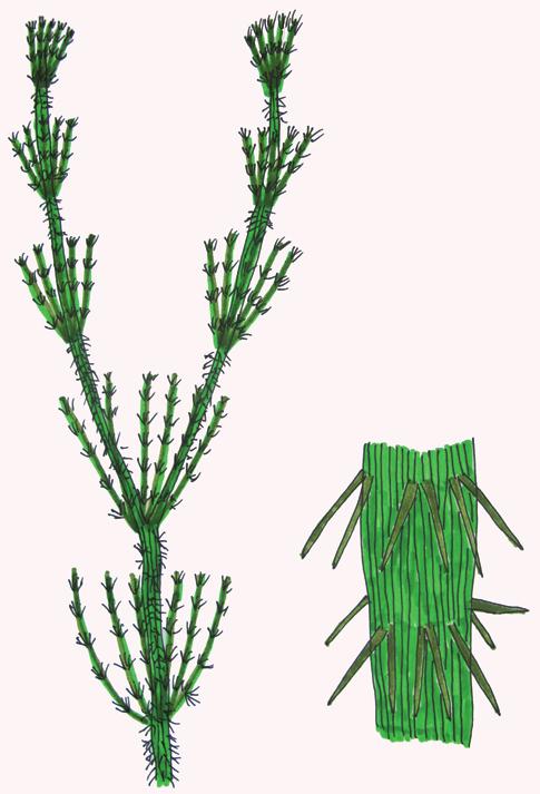 ���� ����������