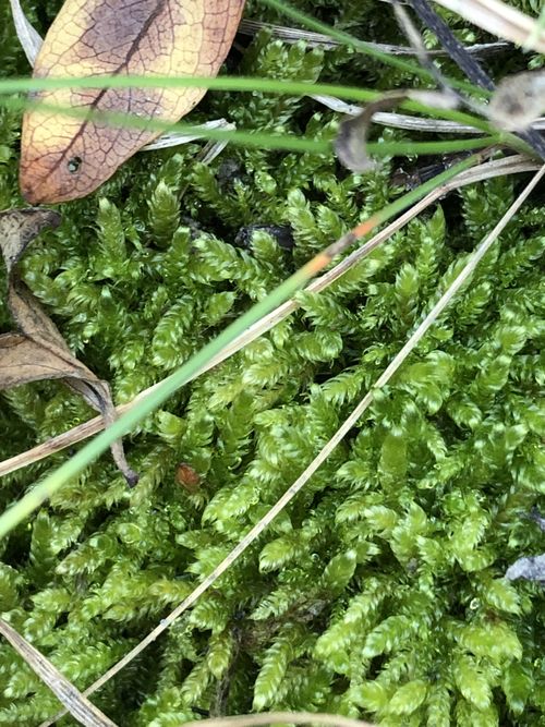 ��������� �������