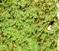 ����������� ��������