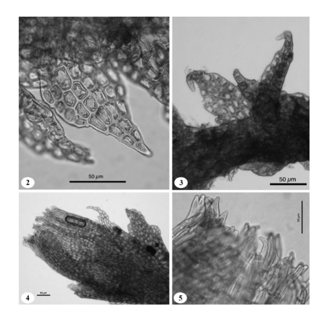 ������������ ����������� 