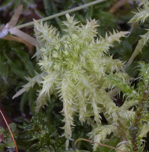 ������� ������������