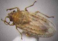 ��������� ��������