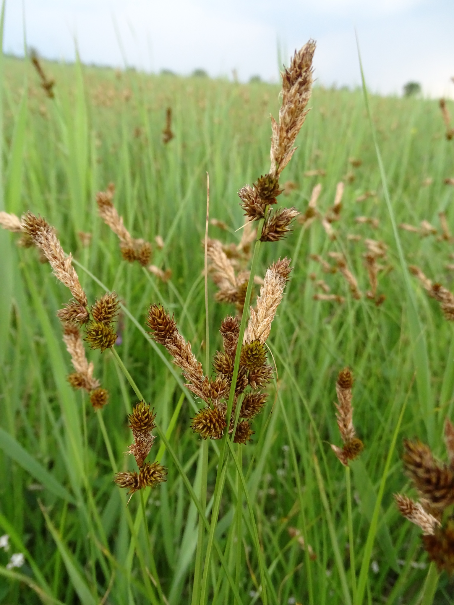 ����� ���������