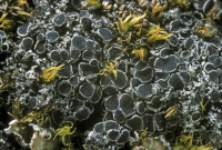 �������� ��������