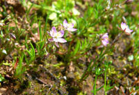 �������� �������