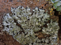 ��������� �������-���������-���������