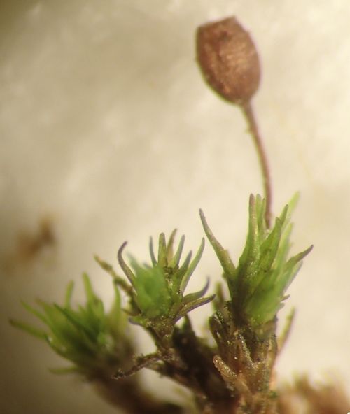 ��������� ������������