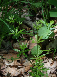 ����������� ��������