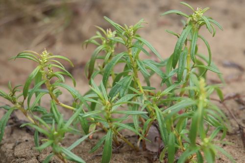 ������� ������������