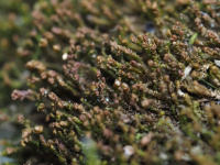 ���������� ���������