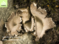 ����������� ����������������, �������� �������������