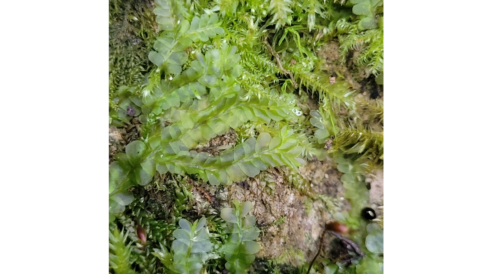 ���������� �����������