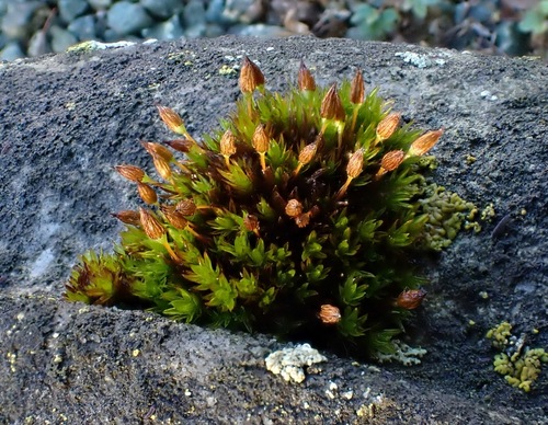 ���������� ��������������