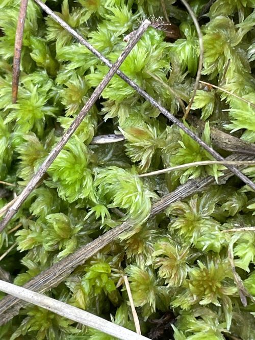 ������� �������������