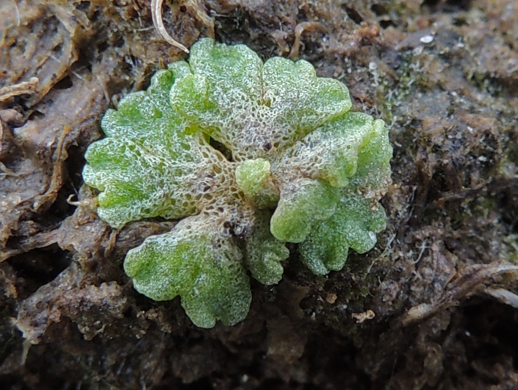 ������ ����������