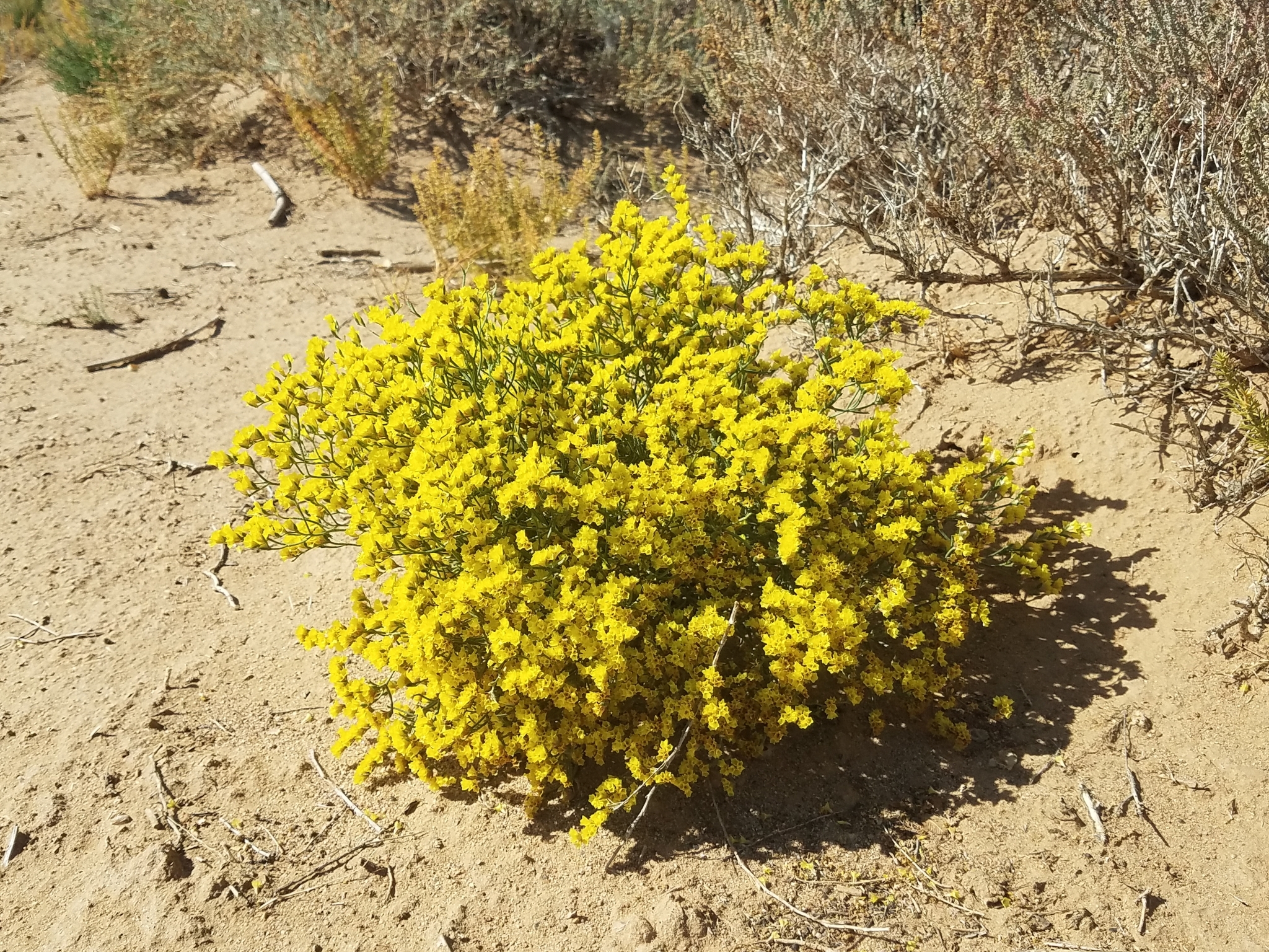 ������ �������