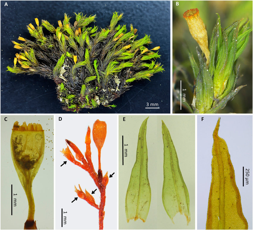 ��������� ������������