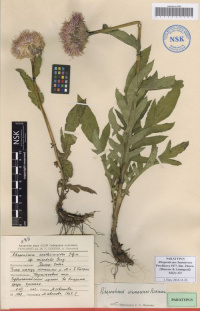 ���������� ���������