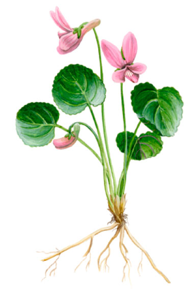 ������ ���������