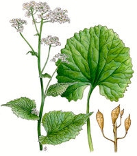 ������� �������������