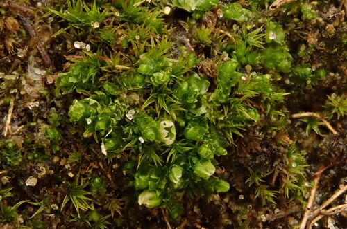 ������� ����������