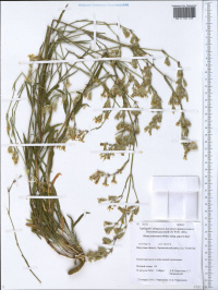 �������� ������