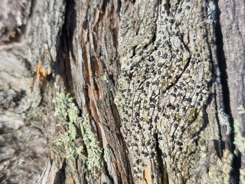 ���������� ����������