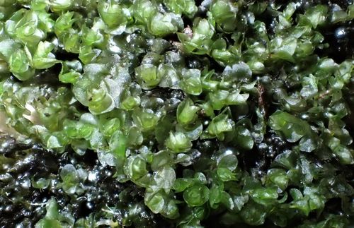 ����������� ����������