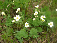 ����������� ����������������