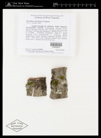 �������� ���������