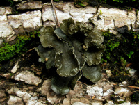 ������ �����������