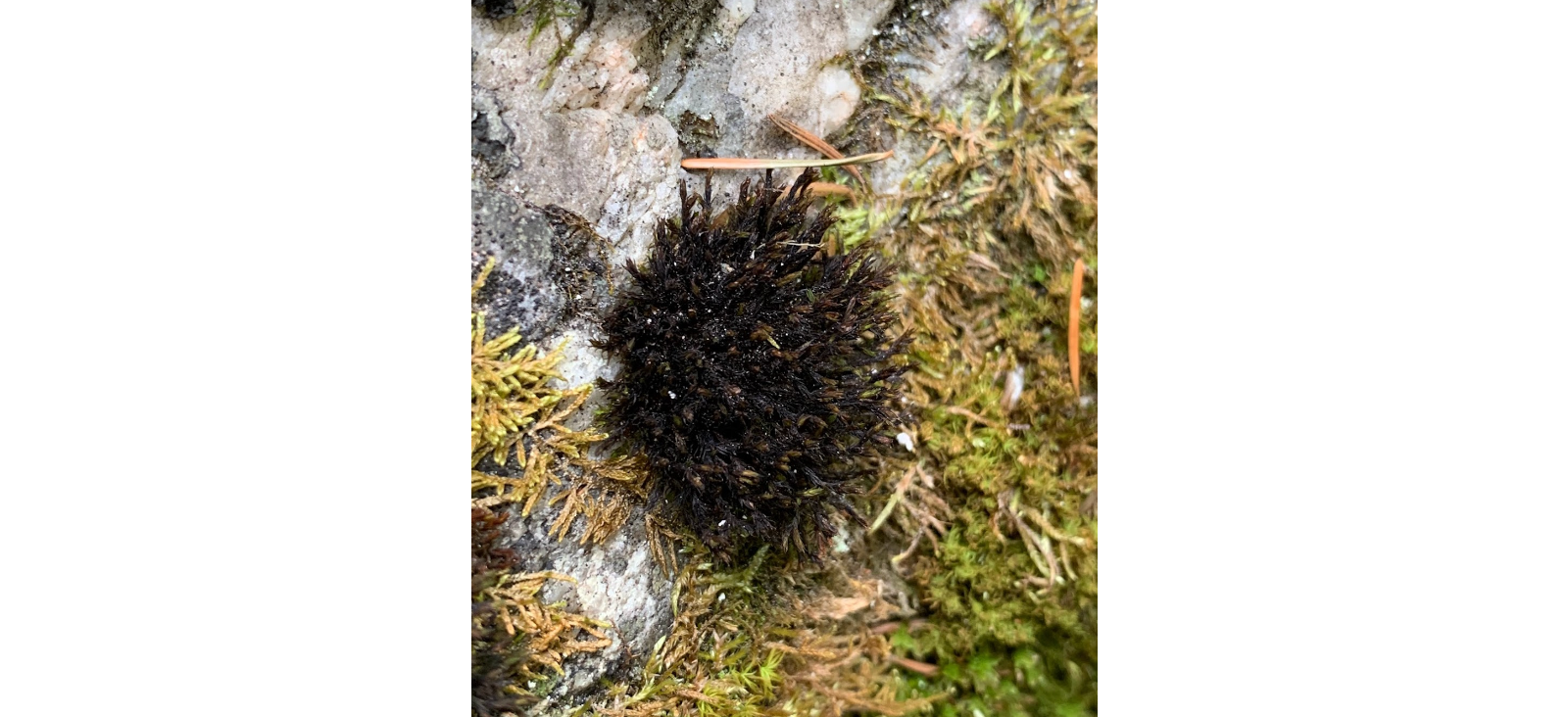 ���������� ��������