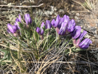 ������������� ��������������