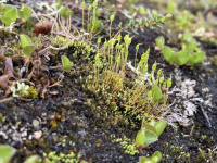 ���������� ���������������