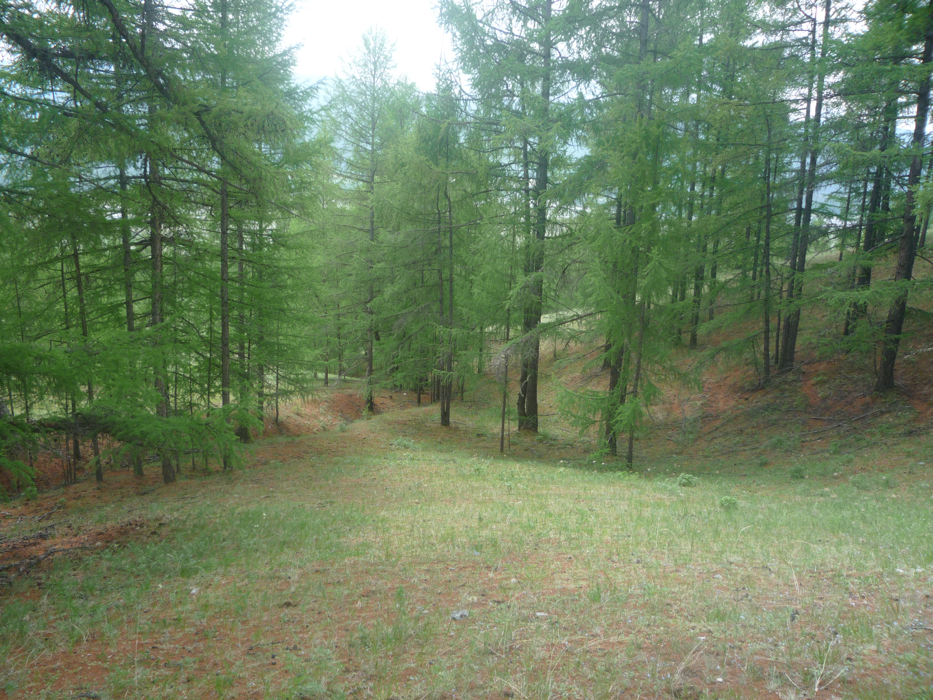 ����������� ���������