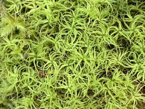 �������� ����������