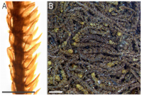 ������������ ���������