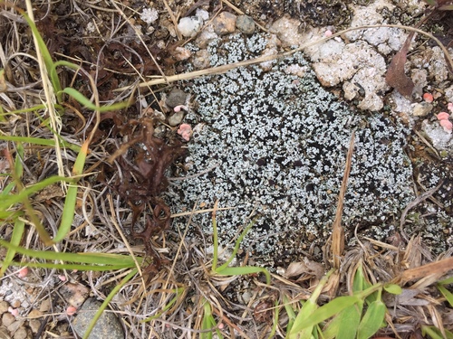 ������������ ������, ������������ ����������