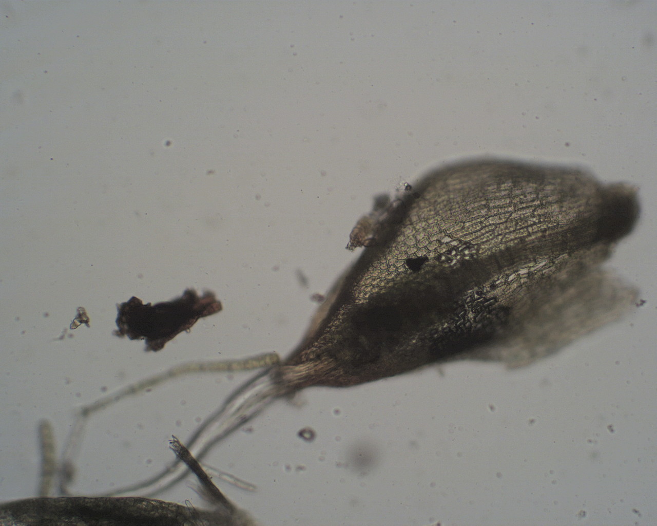 ���������� ����������